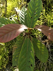 Rubiaceae