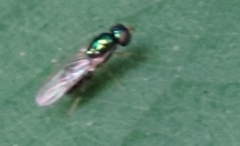 Microchrysa