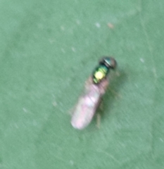 Microchrysa