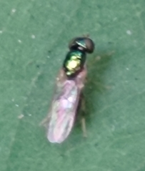 Microchrysa