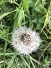Taraxacum officinale