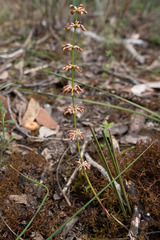 Lomandra multiflora multiflora