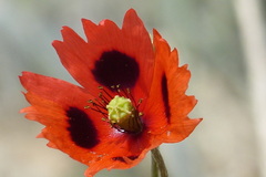 Papaver laevigatum