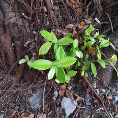 Magnoliopsida