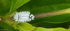 Scymnus posticalis