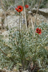 Papaver laevigatum