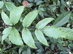 Tectaria polymorpha