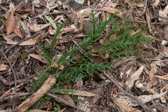 Grevillea obtecta