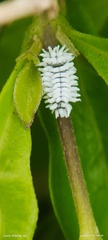 Scymnus posticalis