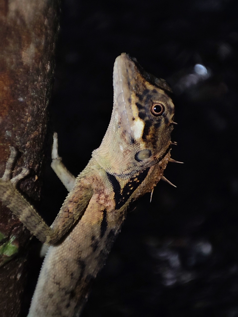 Elliot's Forest Lizard from Narakad Estate Malaiyadipudur on October 31 ...