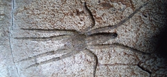 Pandercetes