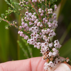Erica mauritanica