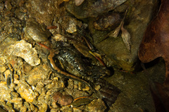 Desmognathus perlapsus