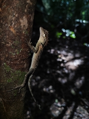 Monilesaurus ellioti