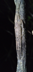 Pandercetes