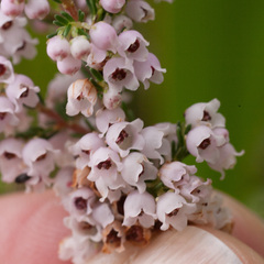 Erica mauritanica