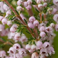Erica mauritanica
