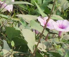 Ipomoea aquatica