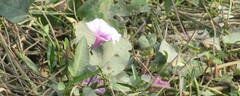 Ipomoea aquatica