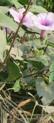 Ipomoea aquatica