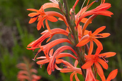 Watsonia angusta
