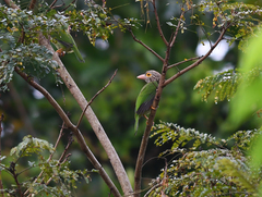 Psilopogon lineatus
