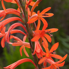 Watsonia angusta