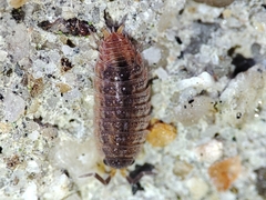 Proporcellio