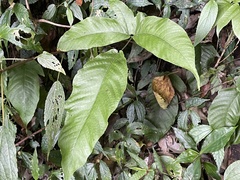 Tectaria polymorpha