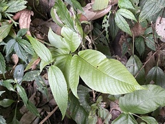 Tectaria polymorpha