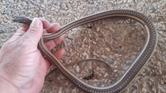 Psammophis notostictus