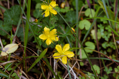 Hypericum nagasawae