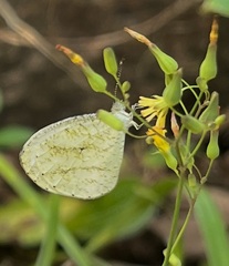 Leptosia nupta