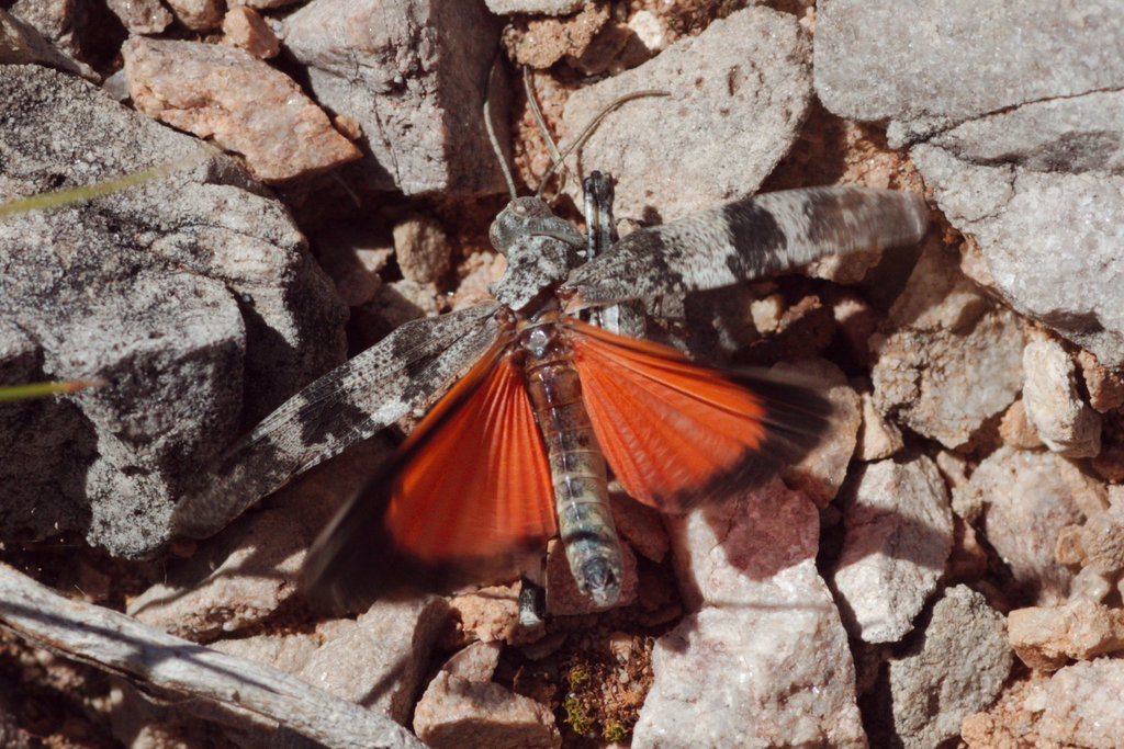 Red Band-winged Grasshopper