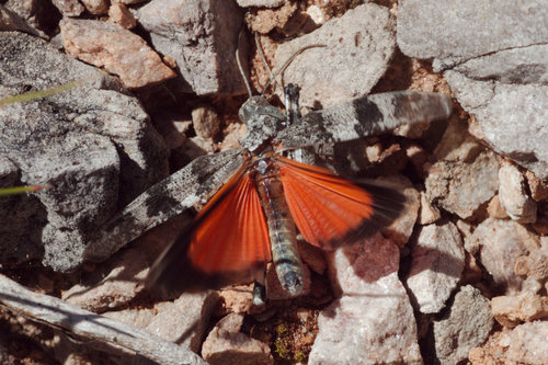 Red Band-winged Grasshopper