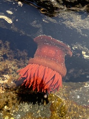 Actinia tenebrosa