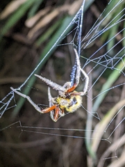 Eriophora