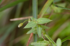Stellaria vestita