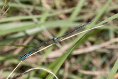 Austroagrion watsoni