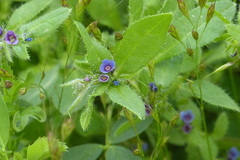 Asperugo procumbens