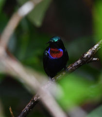 Leptocoma calcostetha