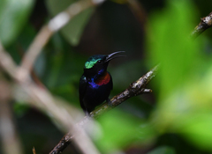 Leptocoma calcostetha