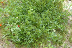 Asperugo procumbens