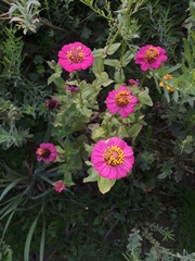 Zinnia