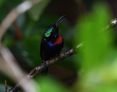 Leptocoma calcostetha