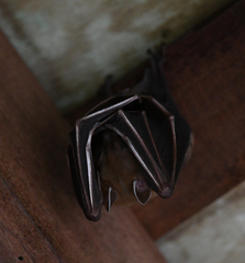 Cynopterus brachyotis