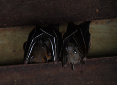 Cynopterus brachyotis