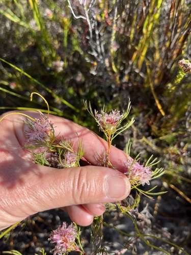 Image of Serruria nervosa by (c) Charleen Brunke, some rights reserved (CC BY)