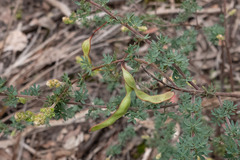 Acacia mitchellii