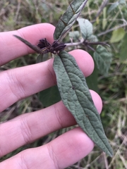 Solanum brownii